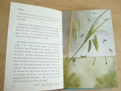 VINTAGE Ladybird book - Pond Life (1966)|Cottontails Baby