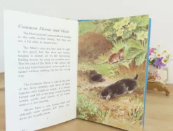 VINTAGE Ladybird book - British Wild Animals (1971)|Cottontails Baby Online